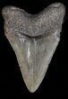 Megalodon Tooth - South Carolina #39938-2